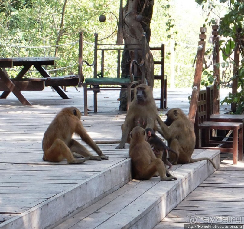 Бабуины Макасуту