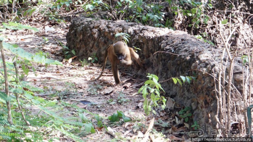 Бабуины Макасуту