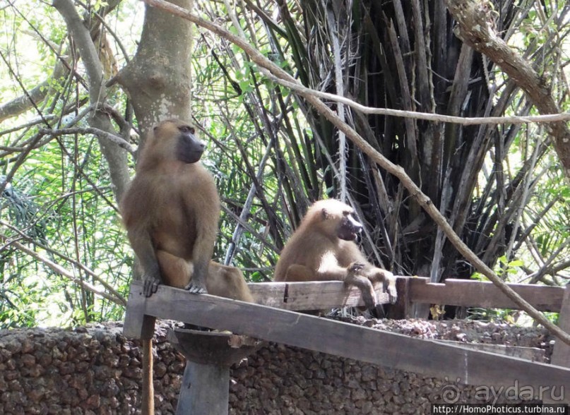 Бабуины Макасуту