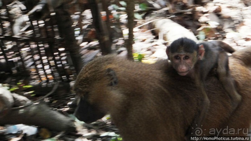 Бабуины Макасуту