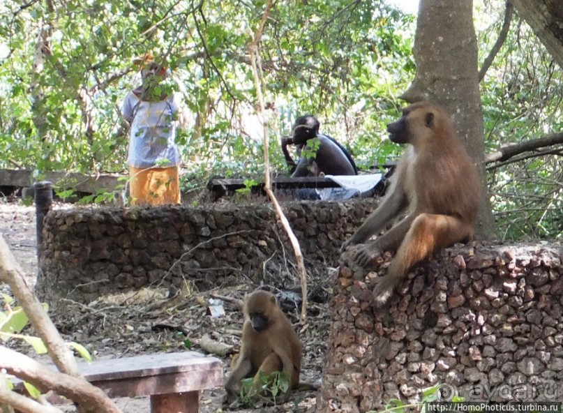 Бабуины Макасуту