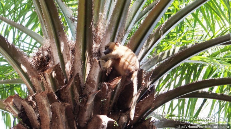 Бабуины Макасуту