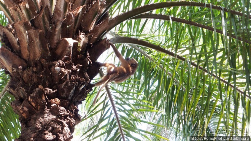 Бабуины Макасуту