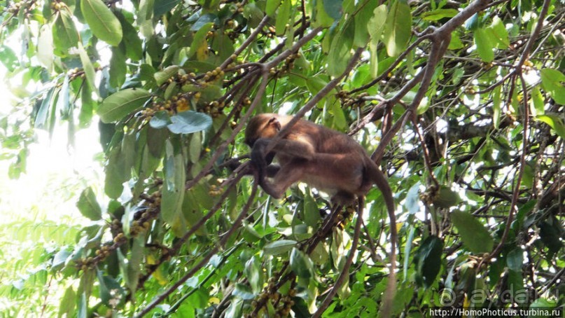 Бабуины Макасуту