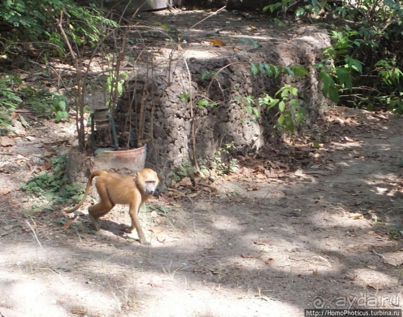 Бабуины Макасуту