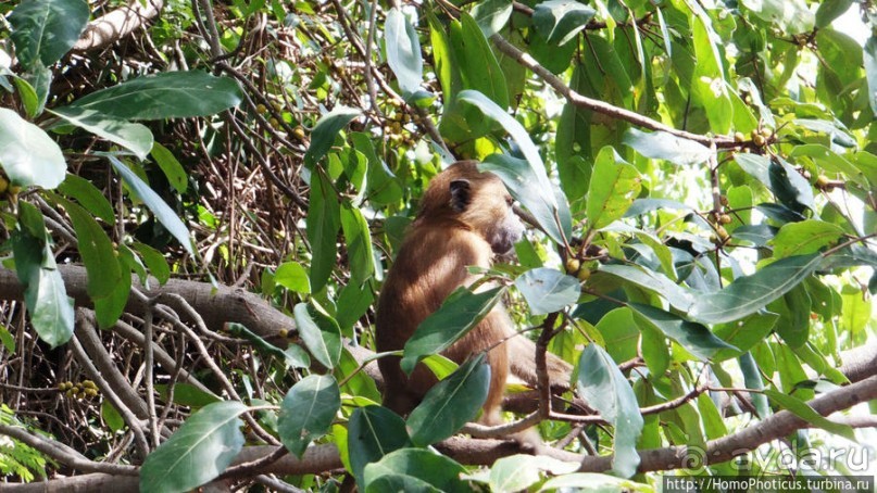 Бабуины Макасуту