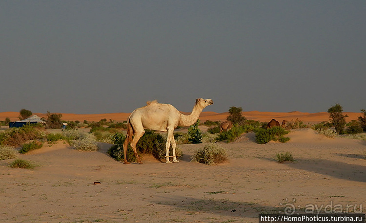 Мавританские пески. II. От барханов к океану