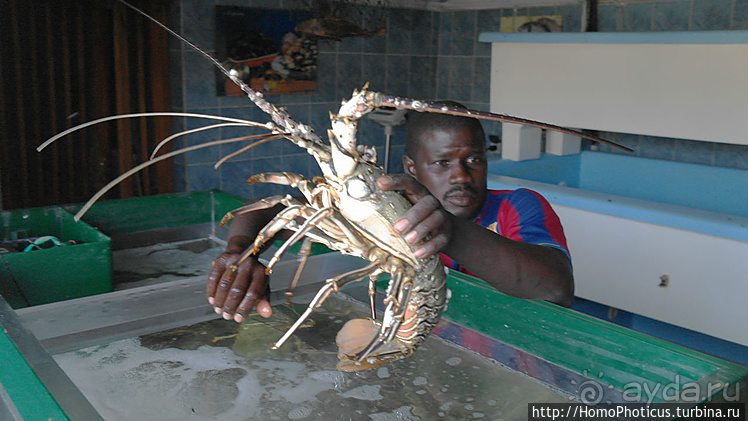 Мавританские пески. II. От барханов к океану