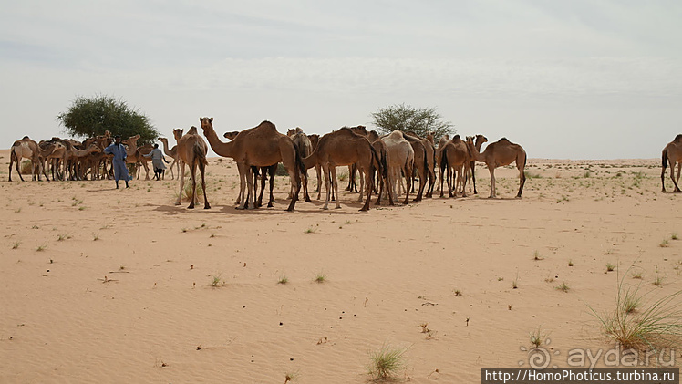 Мавританские пески. II. От барханов к океану
