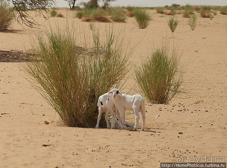 Мавританские пески. II. От барханов к океану