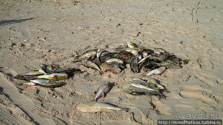 Мавританские пески. II. От барханов к океану