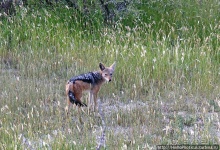 Намибийские пейзажи. Ч.5 Дамараленд