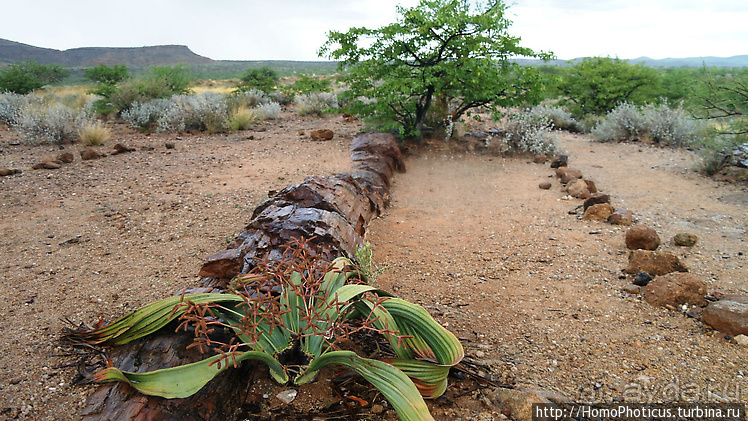 Намибийские пейзажи. Ч.5 Дамараленд