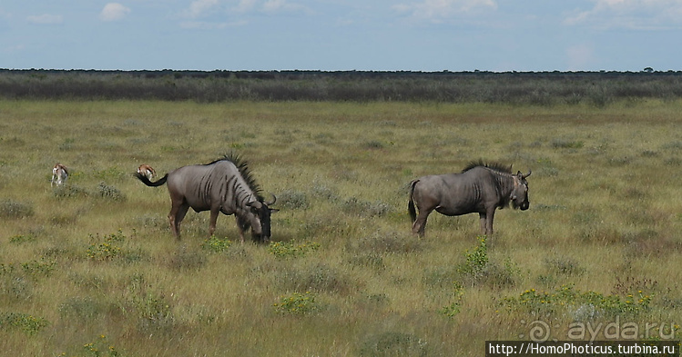 Намибийские пейзажи. Ч.5 Дамараленд