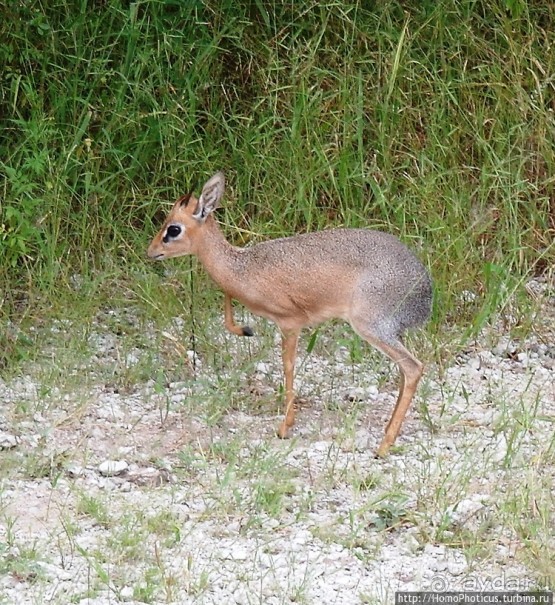 Намибийские пейзажи. Ч.5 Дамараленд