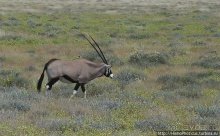 Намибийские пейзажи. Ч.5 Дамараленд