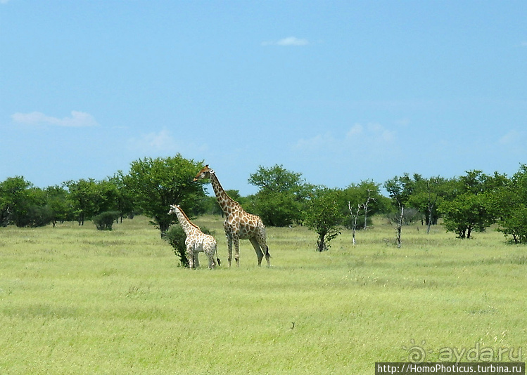 Намибийские пейзажи. Ч.5 Дамараленд