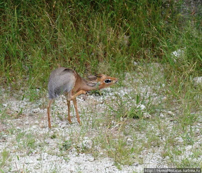 Намибийские пейзажи. Ч.5 Дамараленд