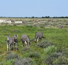Намибийские пейзажи. Ч.5 Дамараленд