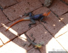 Намибийские пейзажи. Ч.5 Дамараленд