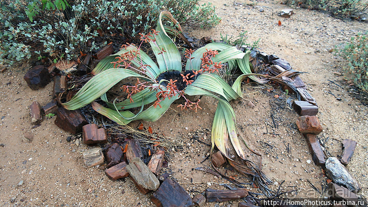 Намибийские пейзажи. Ч.5 Дамараленд
