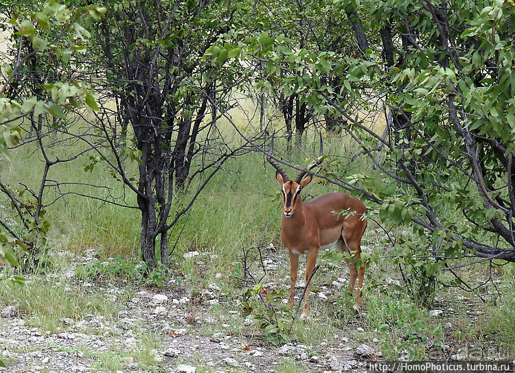 Намибийские пейзажи. Ч.5 Дамараленд