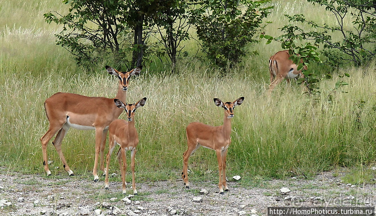 Намибийские пейзажи. Ч.5 Дамараленд