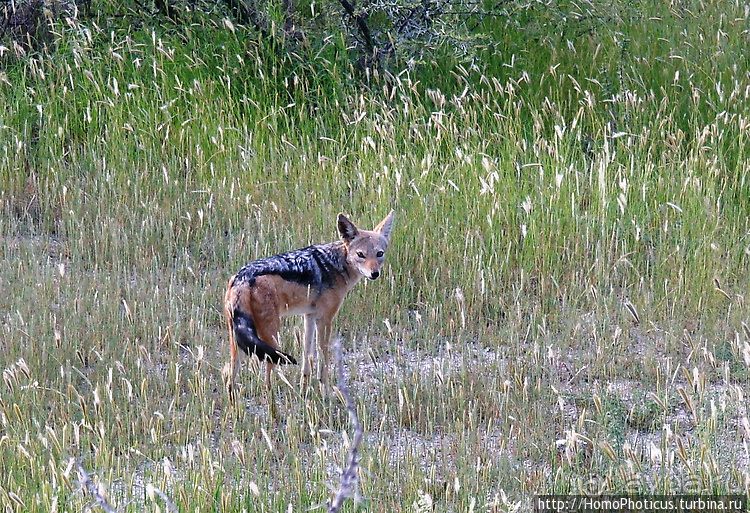 Намибийские пейзажи. Ч.5 Дамараленд