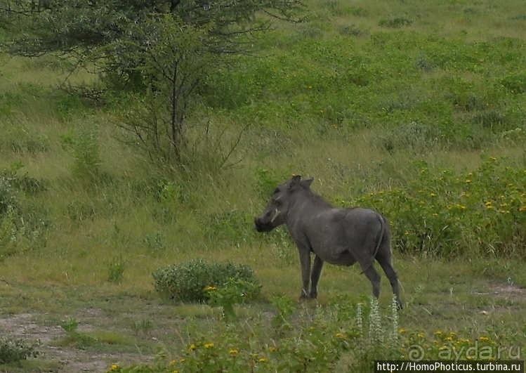 Намибийские пейзажи. Ч.5 Дамараленд