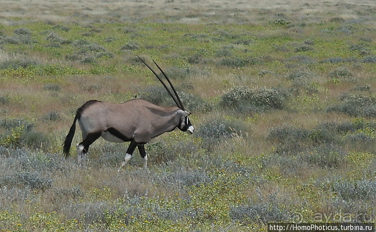 Намибийские пейзажи. Ч.5 Дамараленд