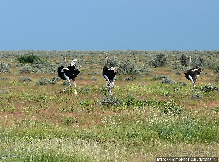 Намибийские пейзажи. Ч.5 Дамараленд