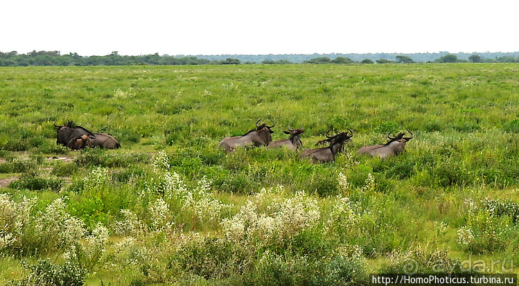 Намибийские пейзажи. Ч.5 Дамараленд