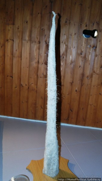 Северное побережье: фаллосы и снежные мысы