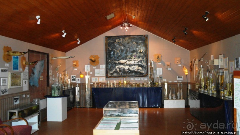 Северное побережье: фаллосы и снежные мысы