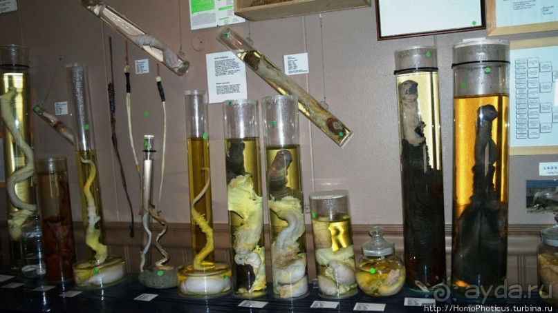 Северное побережье: фаллосы и снежные мысы