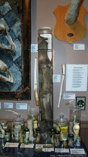 Северное побережье: фаллосы и снежные мысы