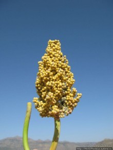 Вотчина королевы Арвы