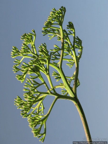 Вотчина королевы Арвы