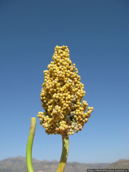 Вотчина королевы Арвы