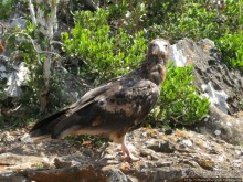 Южная Сокотра: белый Аумак, мокрая Дахуб, огромные останцы