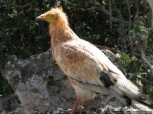 Южная Сокотра: белый Аумак, мокрая Дахуб, огромные останцы