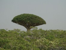 Южная Сокотра: белый Аумак, мокрая Дахуб, огромные останцы
