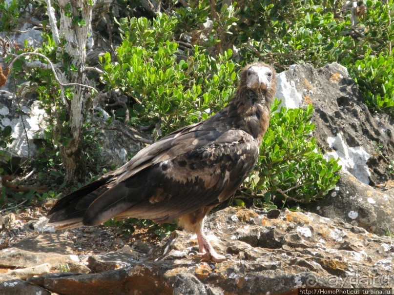 Южная Сокотра: белый Аумак, мокрая Дахуб, огромные останцы