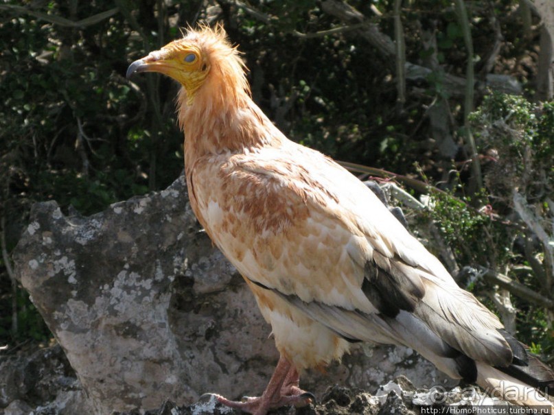 Южная Сокотра: белый Аумак, мокрая Дахуб, огромные останцы