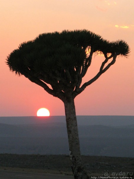 Южная Сокотра: белый Аумак, мокрая Дахуб, огромные останцы