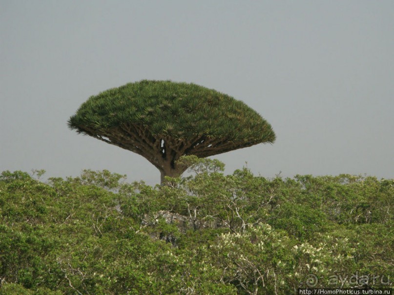 Южная Сокотра: белый Аумак, мокрая Дахуб, огромные останцы