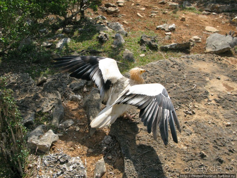 Южная Сокотра: белый Аумак, мокрая Дахуб, огромные останцы