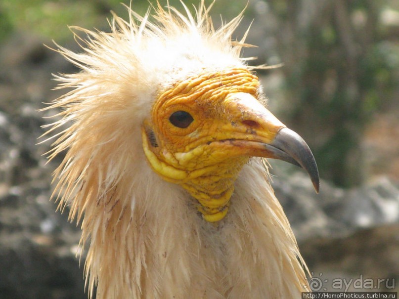 Южная Сокотра: белый Аумак, мокрая Дахуб, огромные останцы