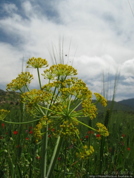 Красный город