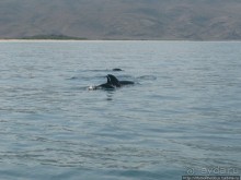 Белые пляжи и советские танки